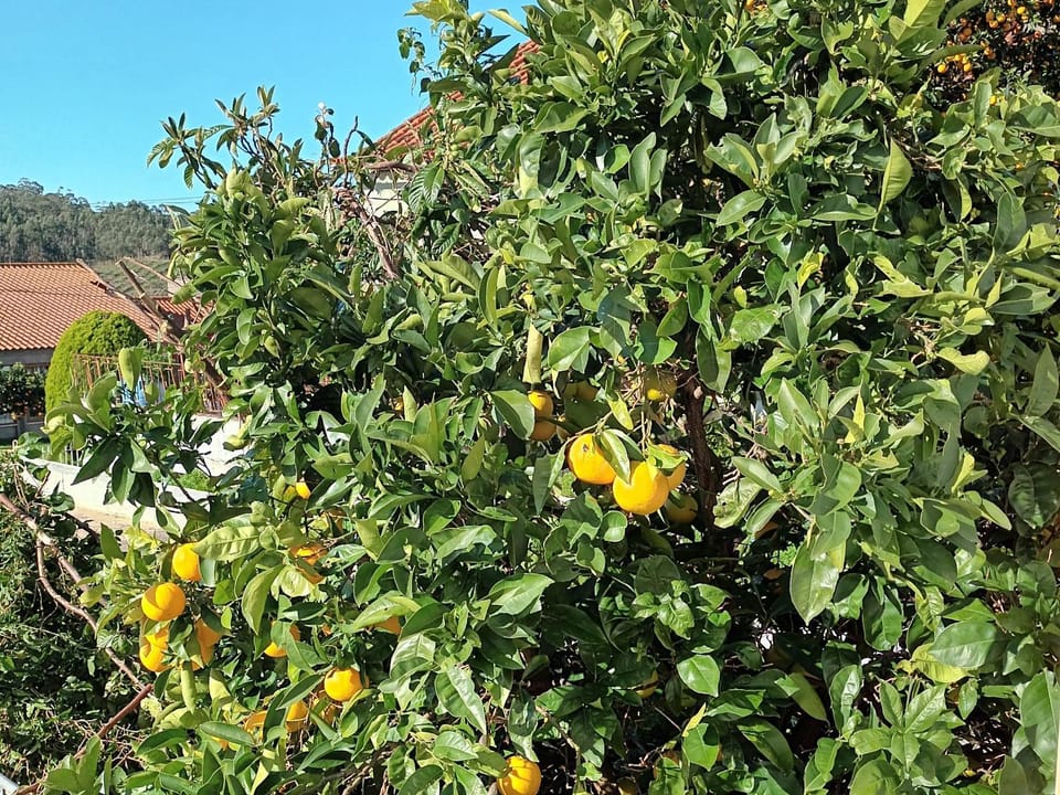 Day, Garden view