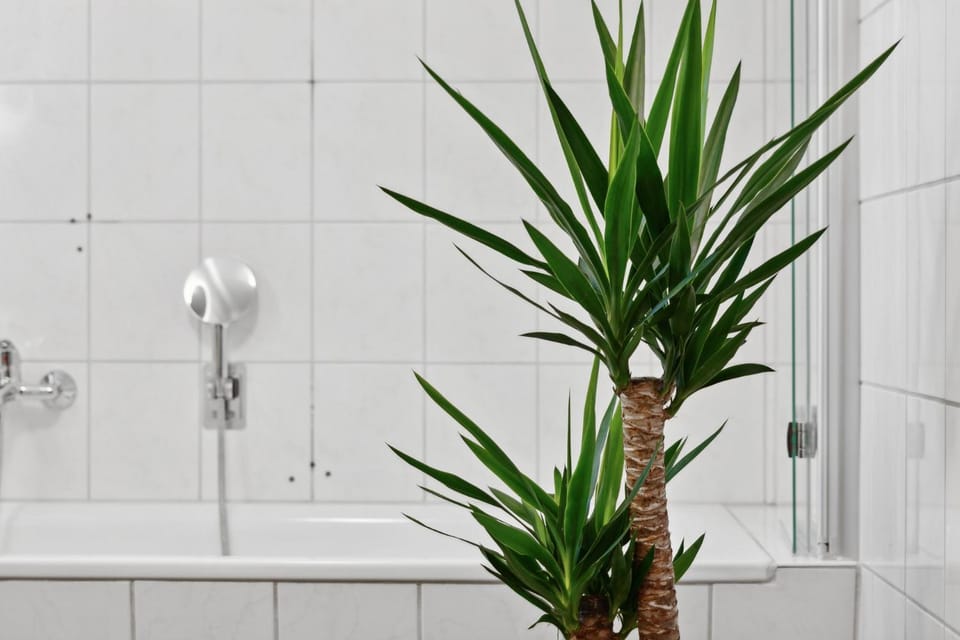 Bathroom, Bath