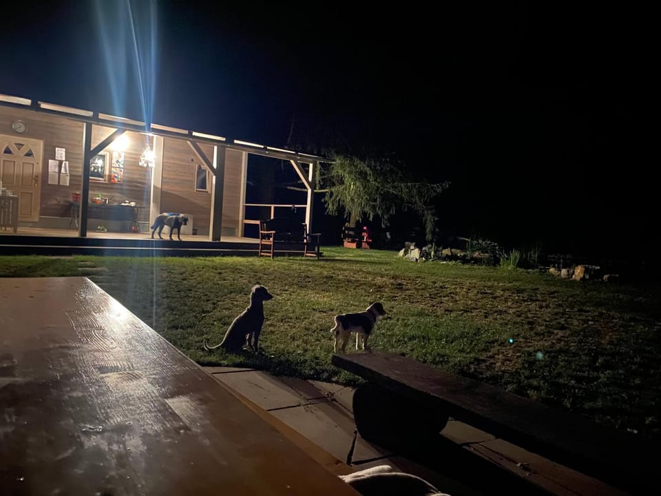 Night, Animals, Pets