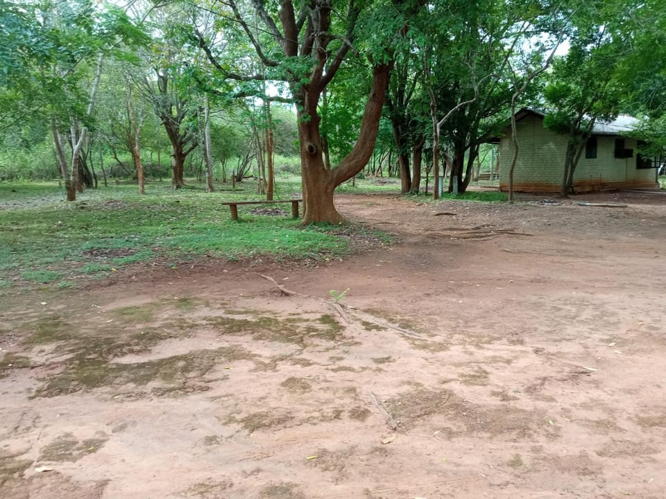 Day, Natural landscape, Garden view