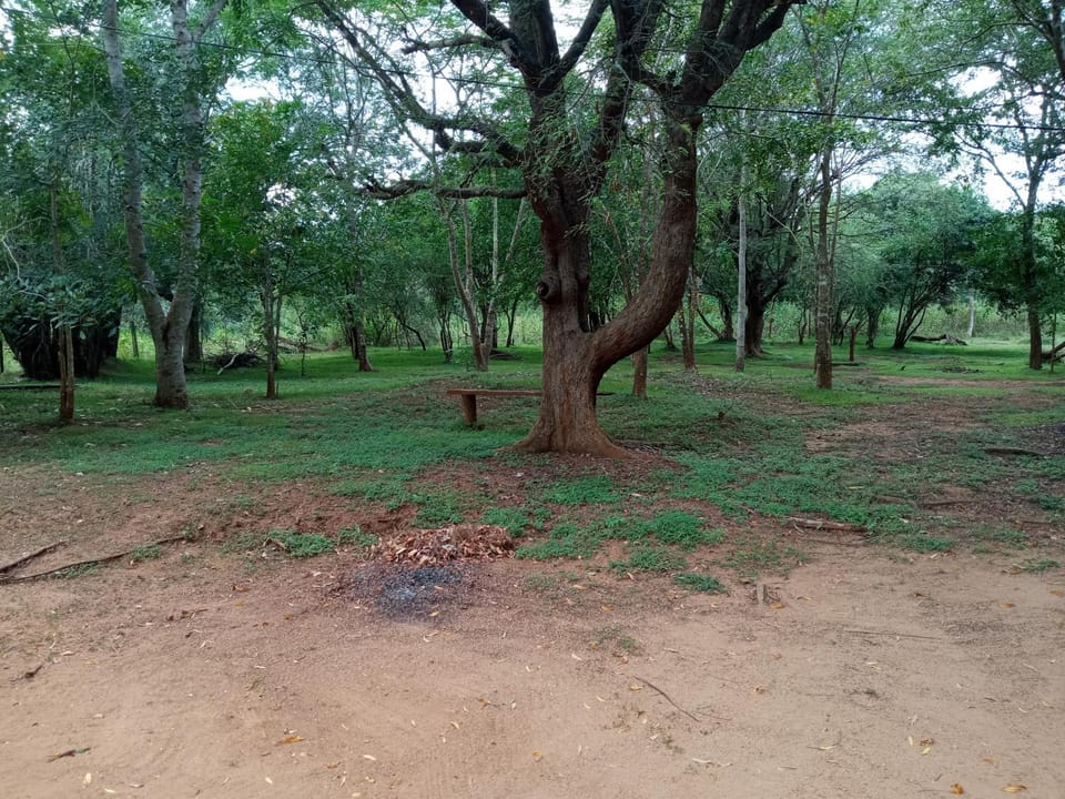 Day, Natural landscape, Garden view