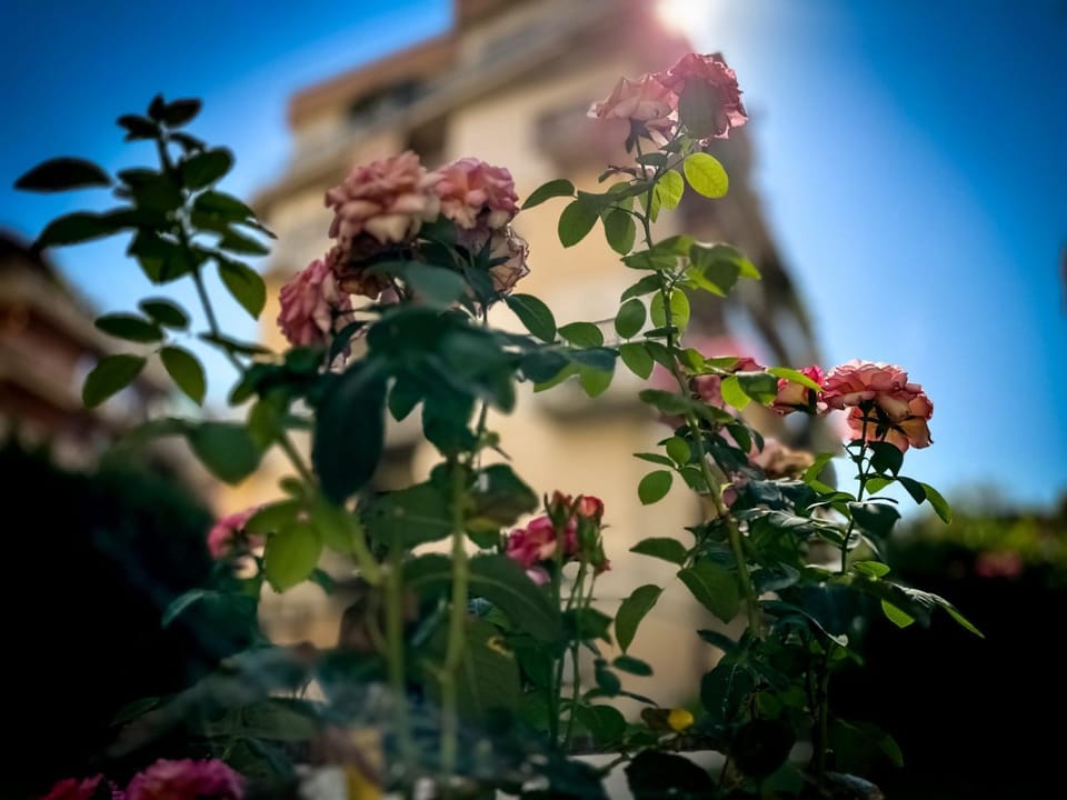 Garden view