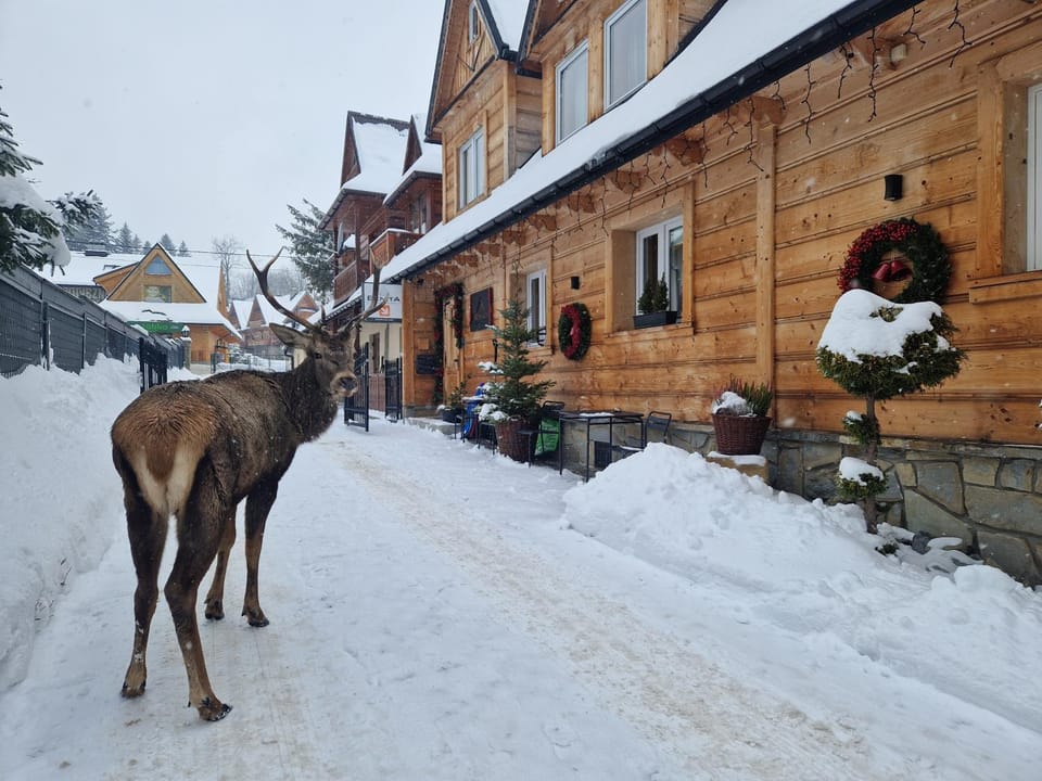 Property building, Day, Natural landscape, Winter, Animals