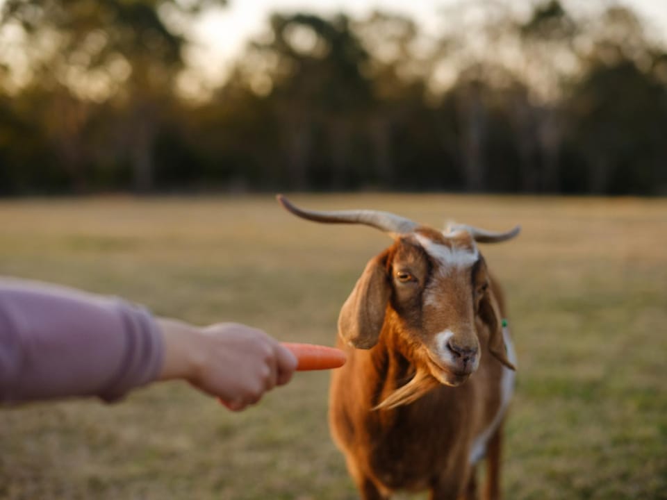 Activities, Animals