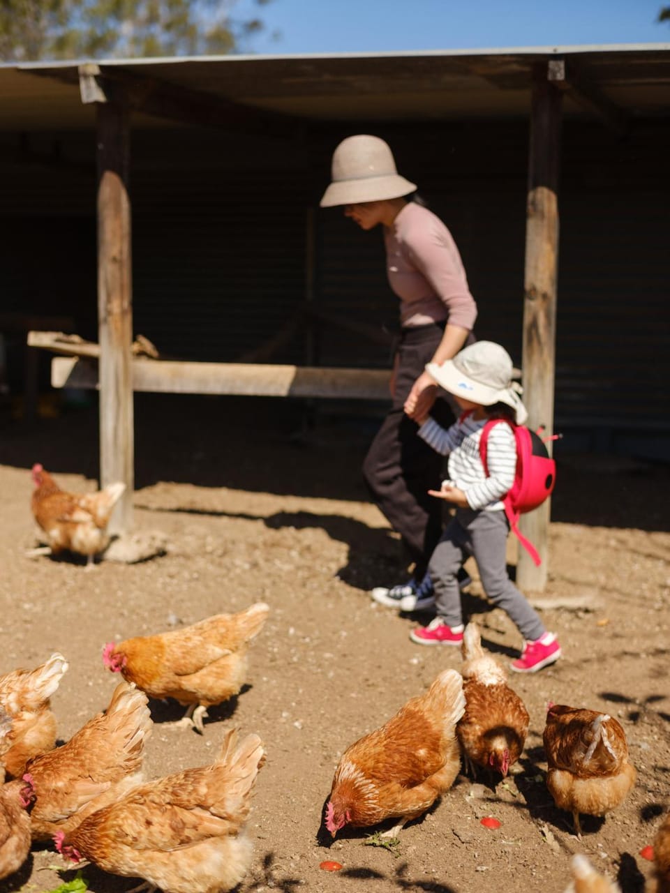 Activities, Animals