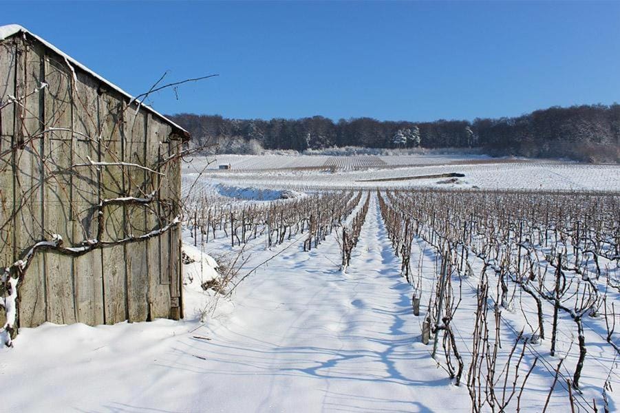Winter