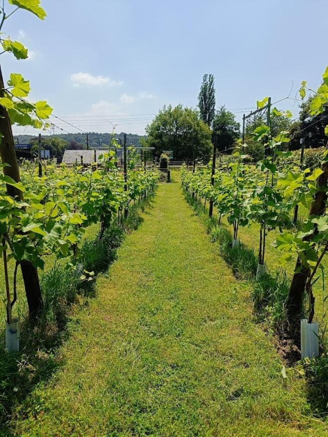 Natural landscape, Garden, Garden view