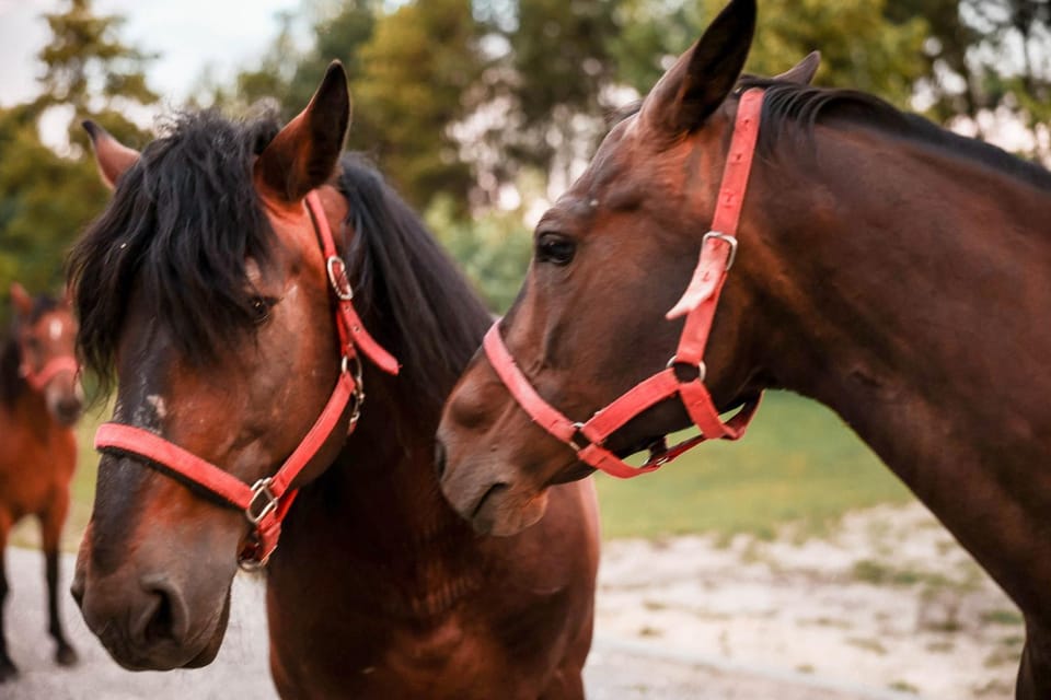 Day, Horse-riding, Animals