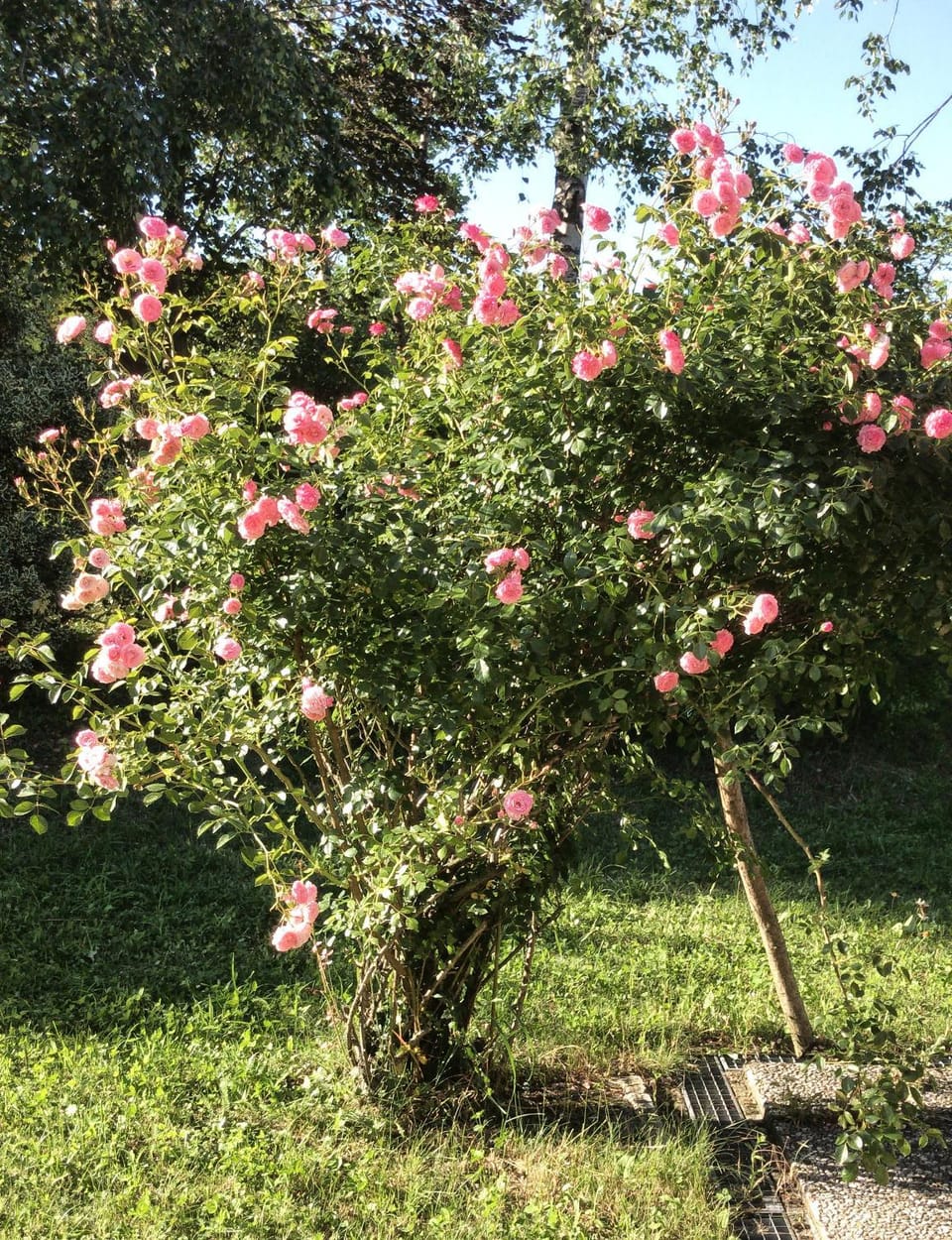 Garden view