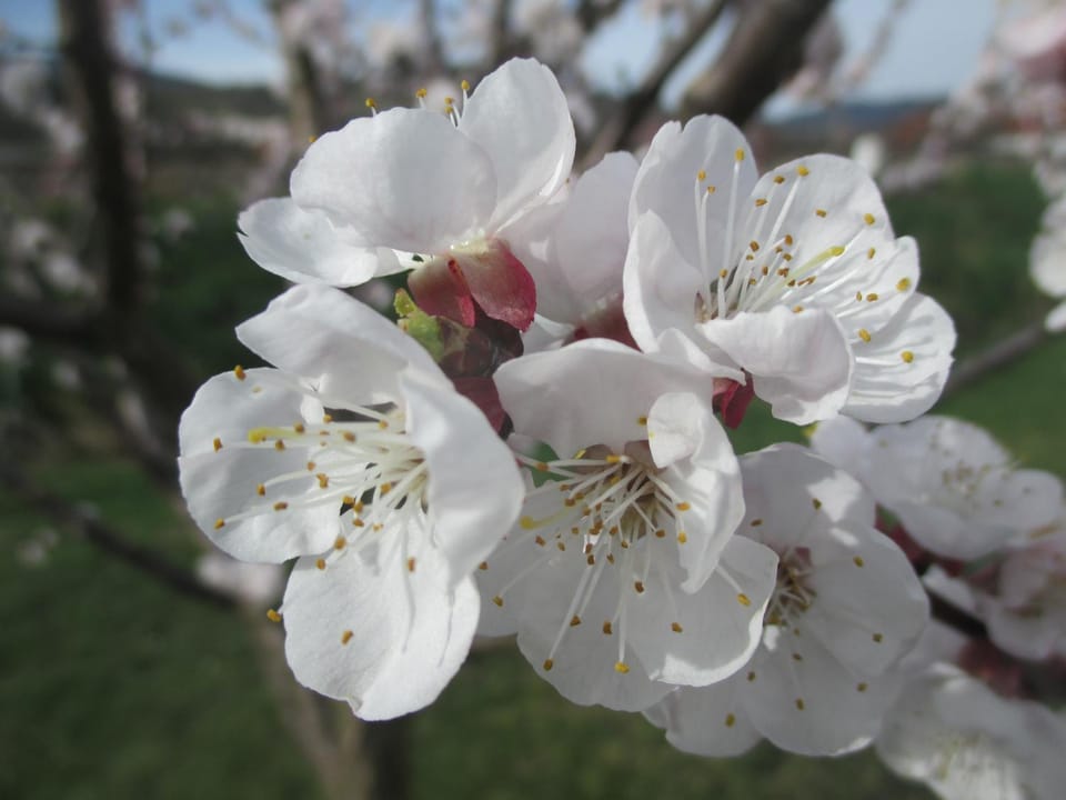 Spring