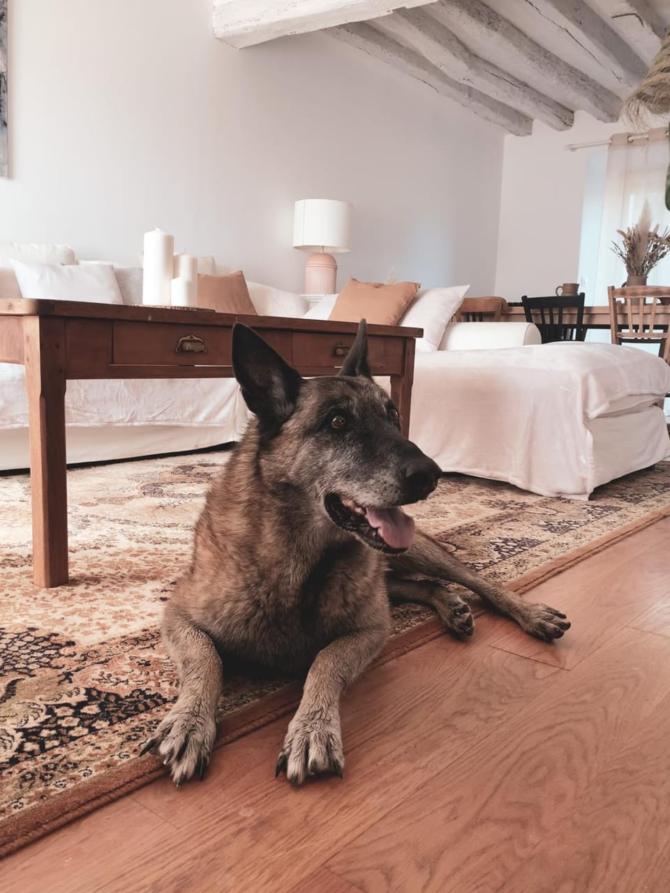 Animals, Animals, pet friendly, pet friendly
