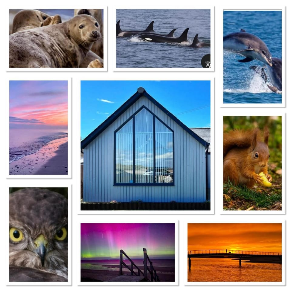Property building, Beach, Animals