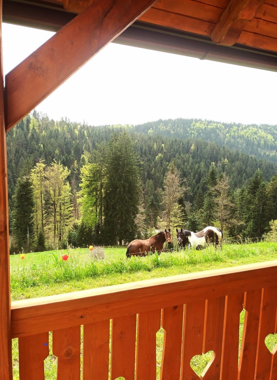 Day, Natural landscape, View (from property/room), Animals, Mountain view
