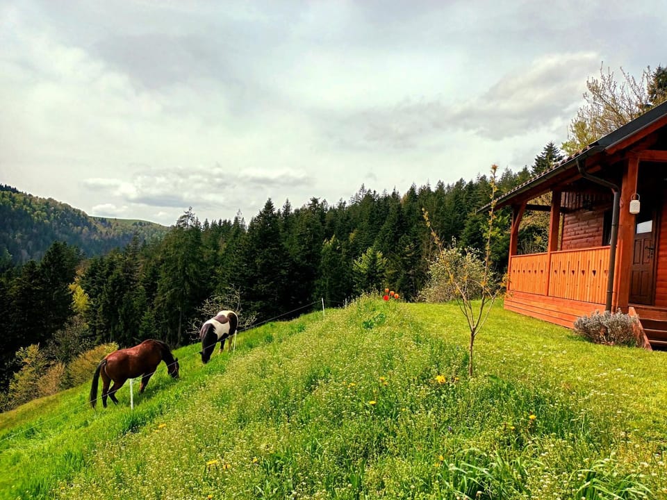 Day, Natural landscape, View (from property/room), Animals, Mountain view