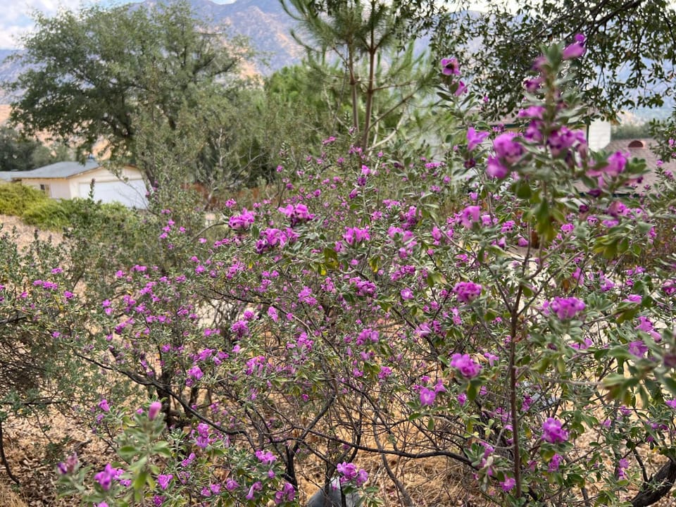 Natural landscape