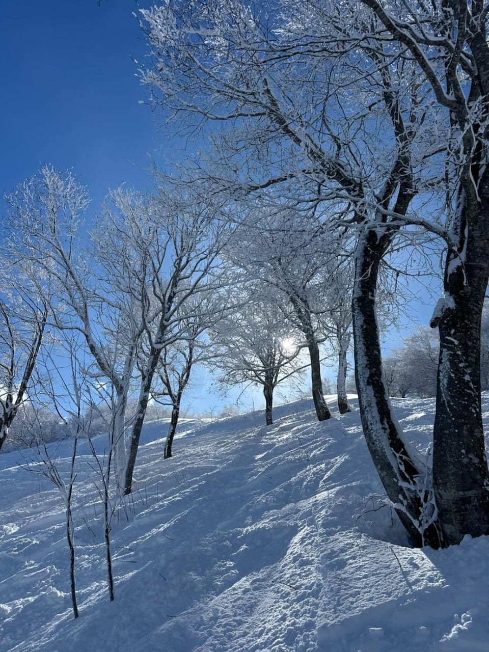 Skiing