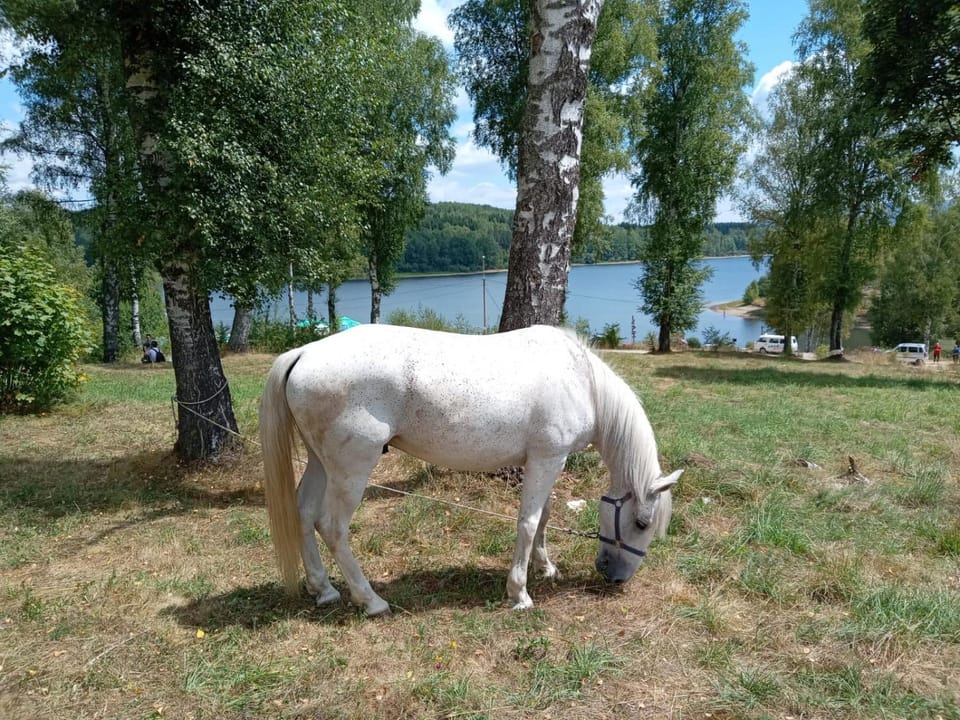 Natural landscape, Animals, Lake view