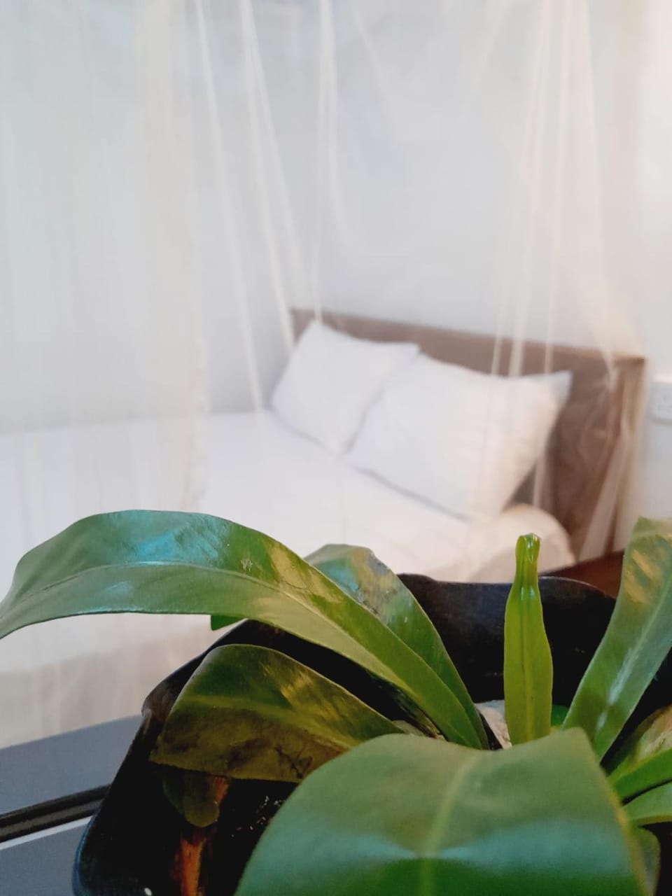 Lucky Homestay Hiriketiya Vacation rental in Southern Province
