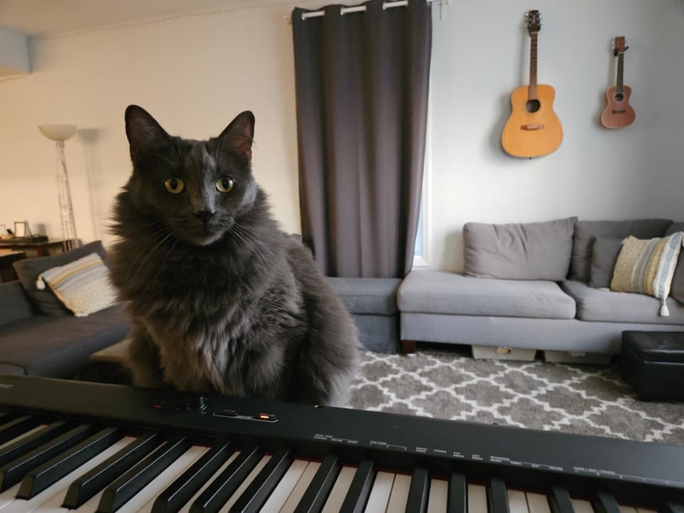 Pets