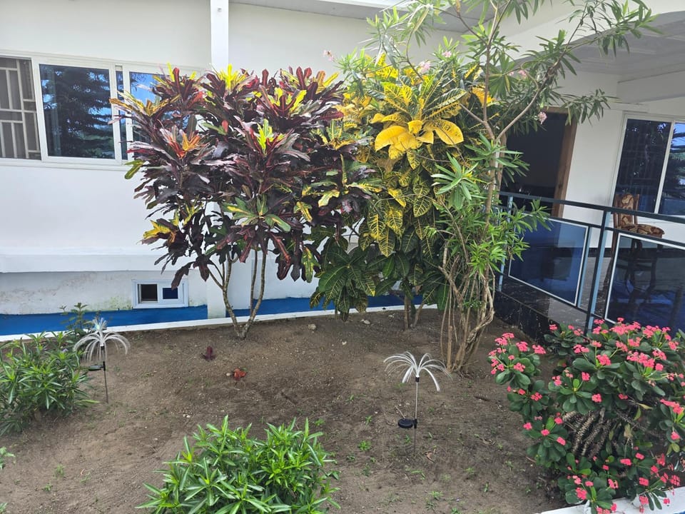 Property building, Day, Garden