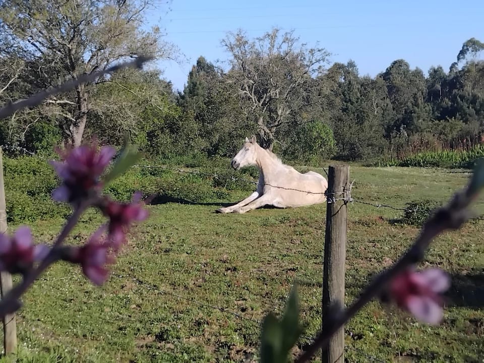 Animals