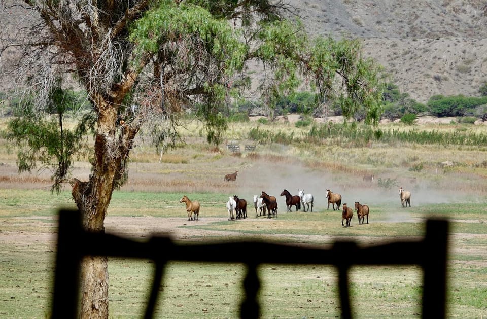Horse-riding, Garden view