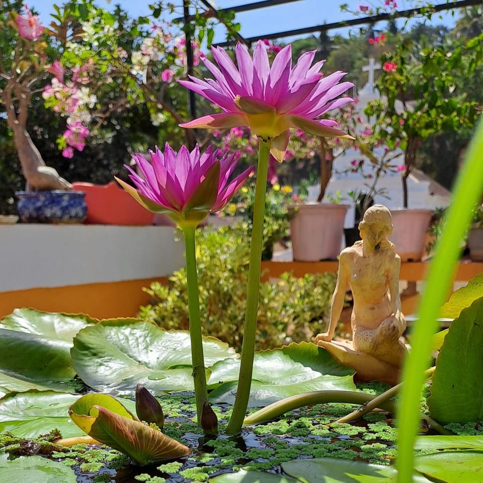 Afonso Guest House - Fontainhas Bed and Breakfast in Goa, India