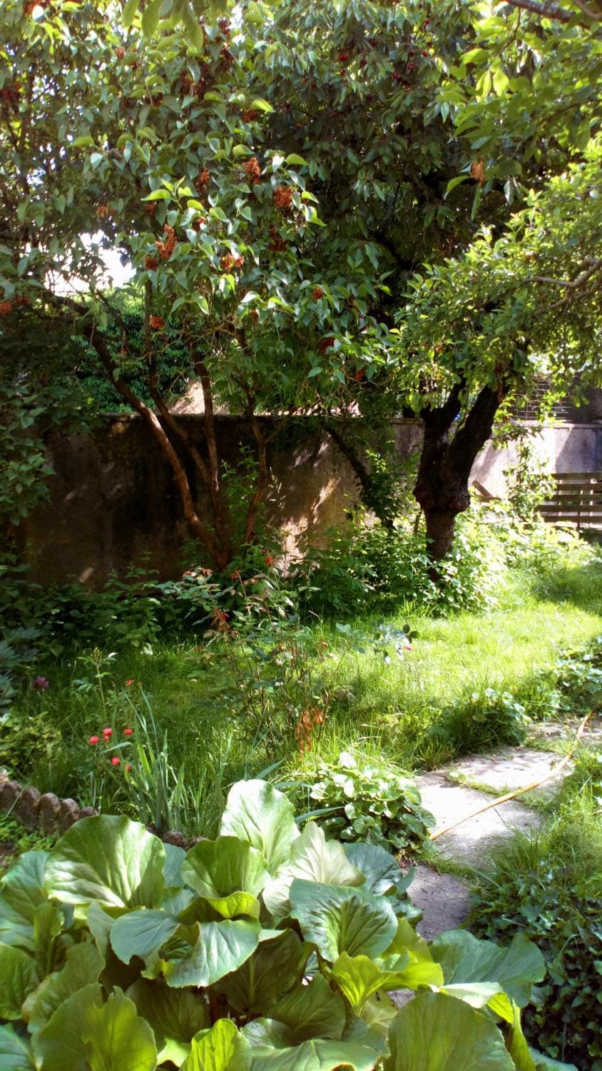 Garden view
