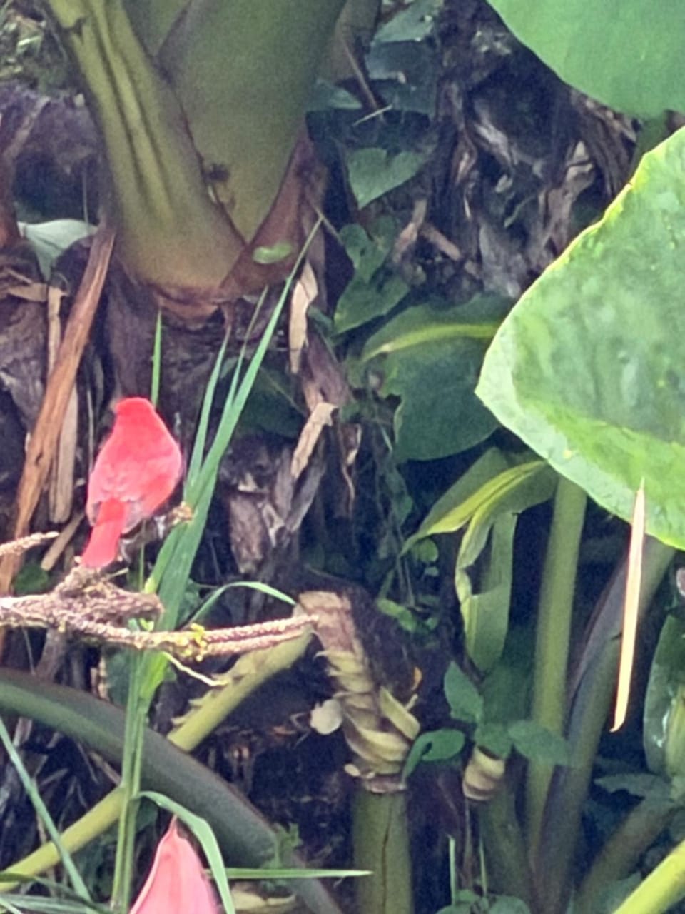 cabaña grande ecopolis hospedaje Villa in Valle del Cauca