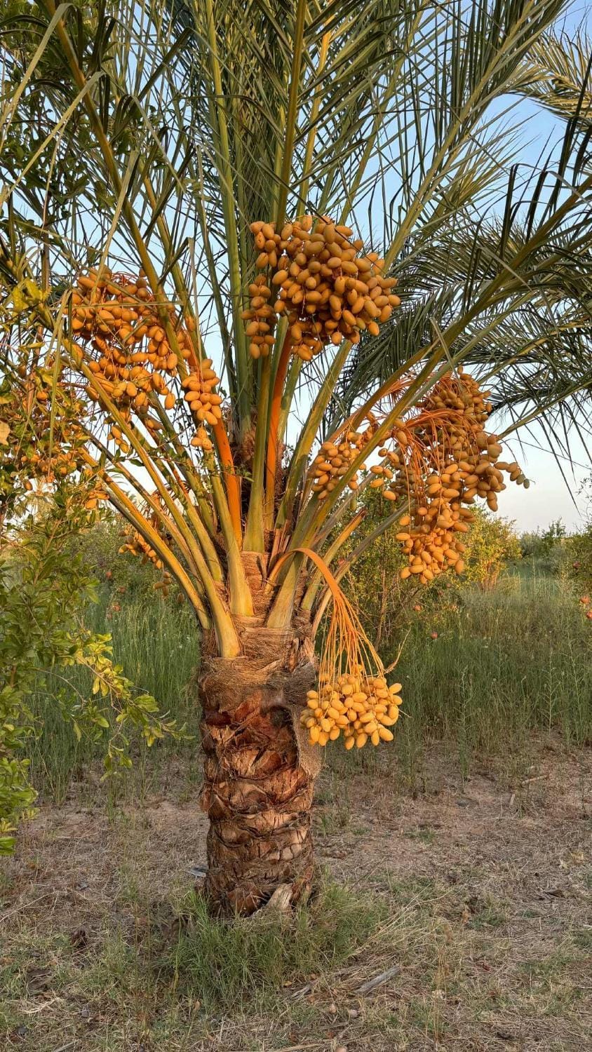 Dar Jamila - Au coeur de l'Oasis - Villa in Tunisia