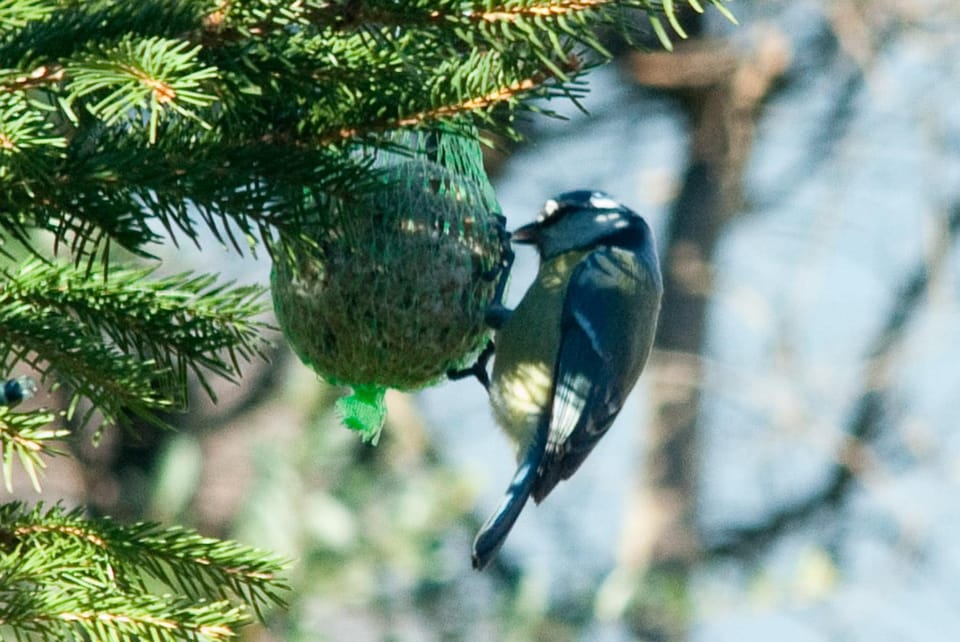 Property building, Animals