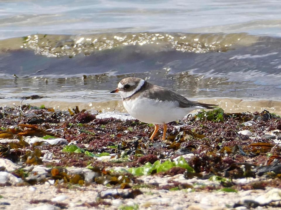 Buiten zorg Chalet in Kamperland