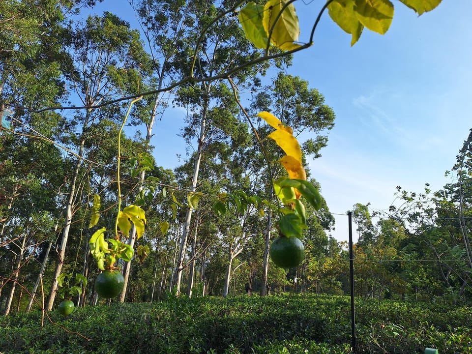 Garden, Garden view