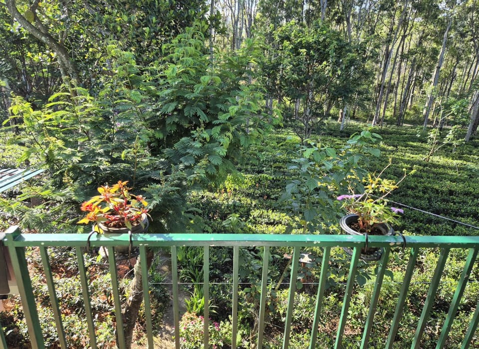 Garden view