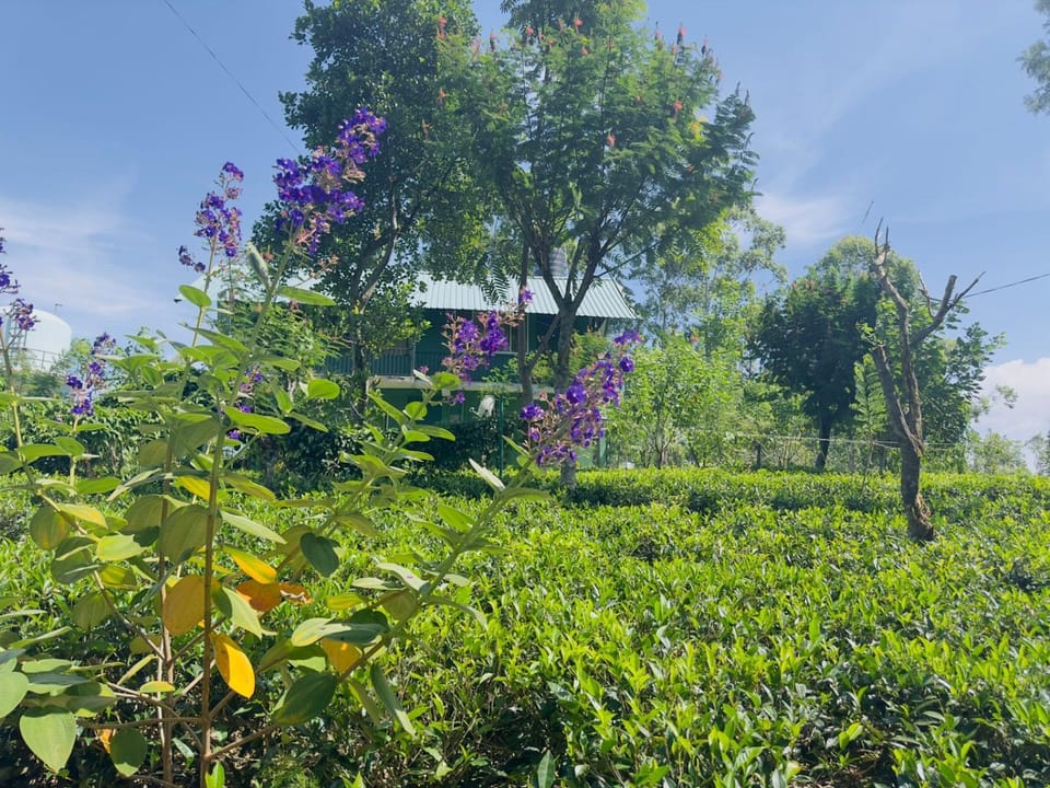 Property building, Day, Natural landscape, Garden, Garden view