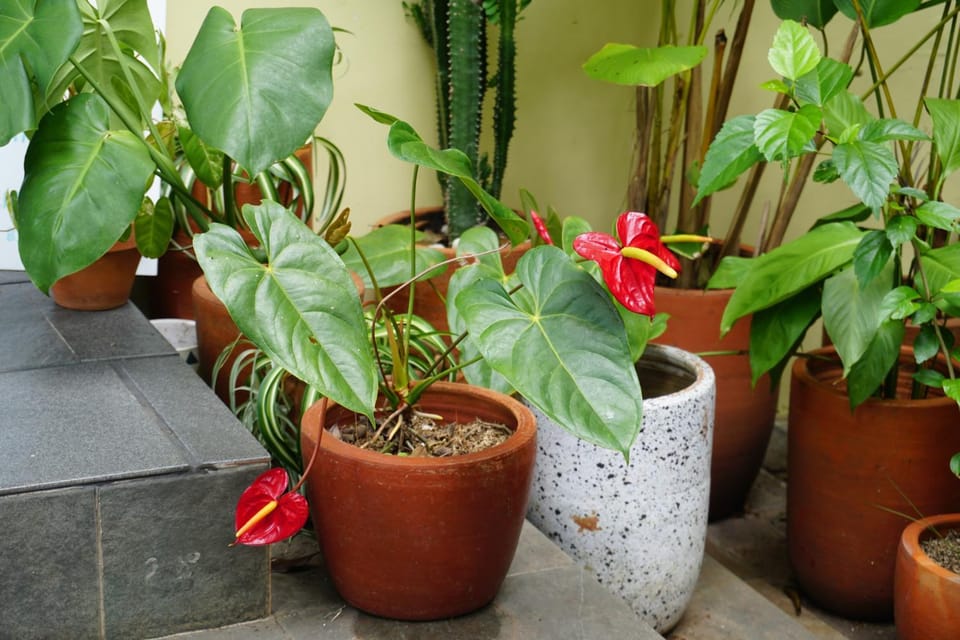 Day, Garden