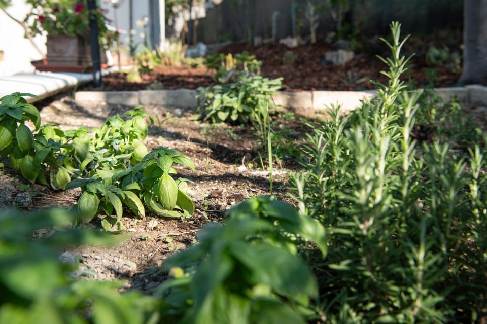 Day, Garden, Garden view