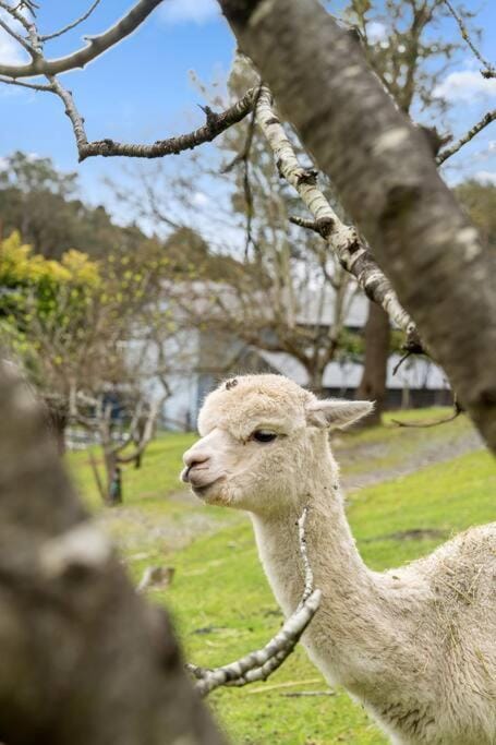 Natural landscape, Animals