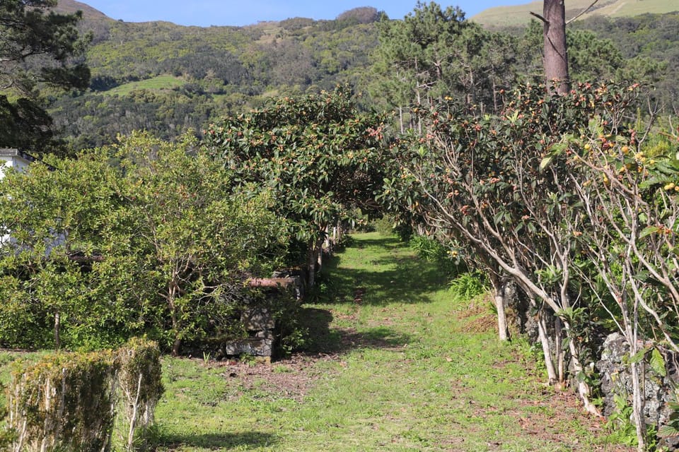Natural landscape, Garden, Mountain view