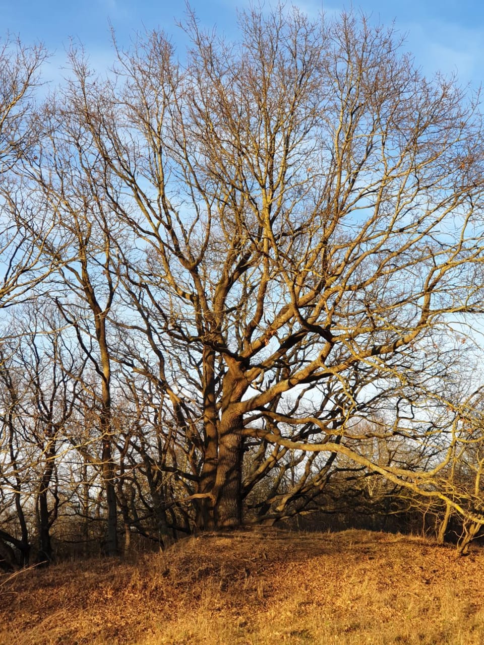 Seesternchen Apartment in Ostholstein