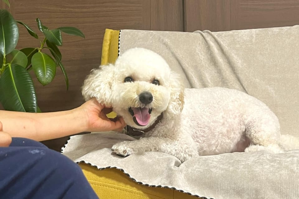 Living room, pet friendly