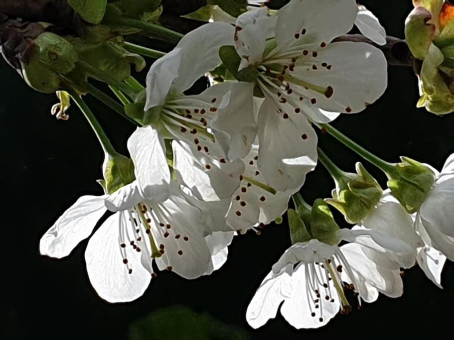 Spring