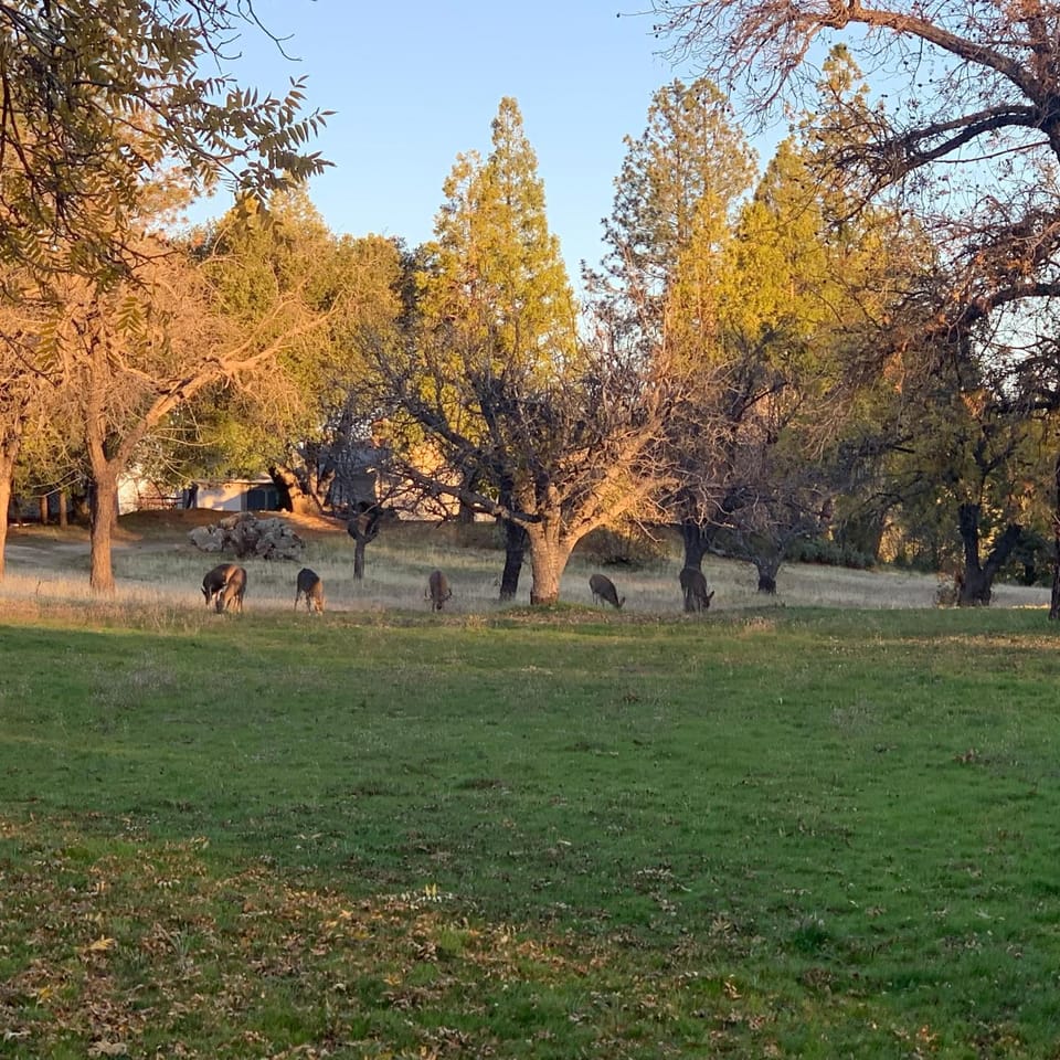 Natural landscape, Animals