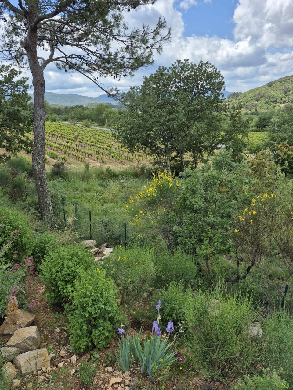 Garden view