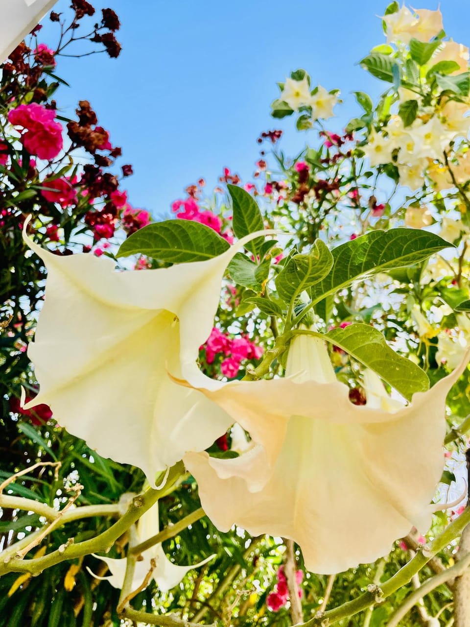 Garden view