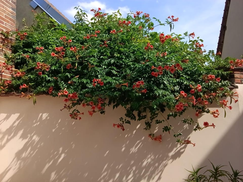 Spring, Day, Garden