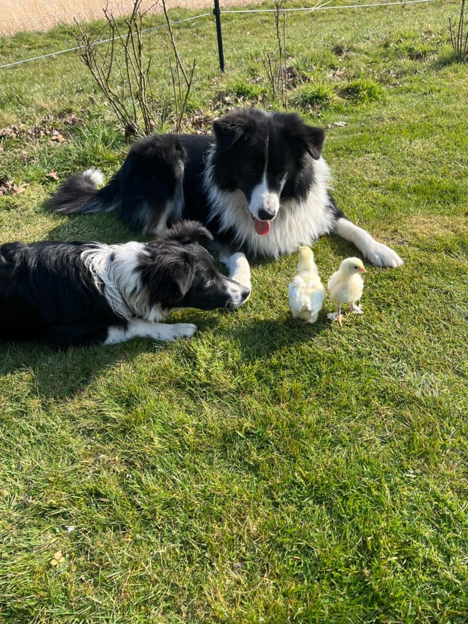 Animals, Pets