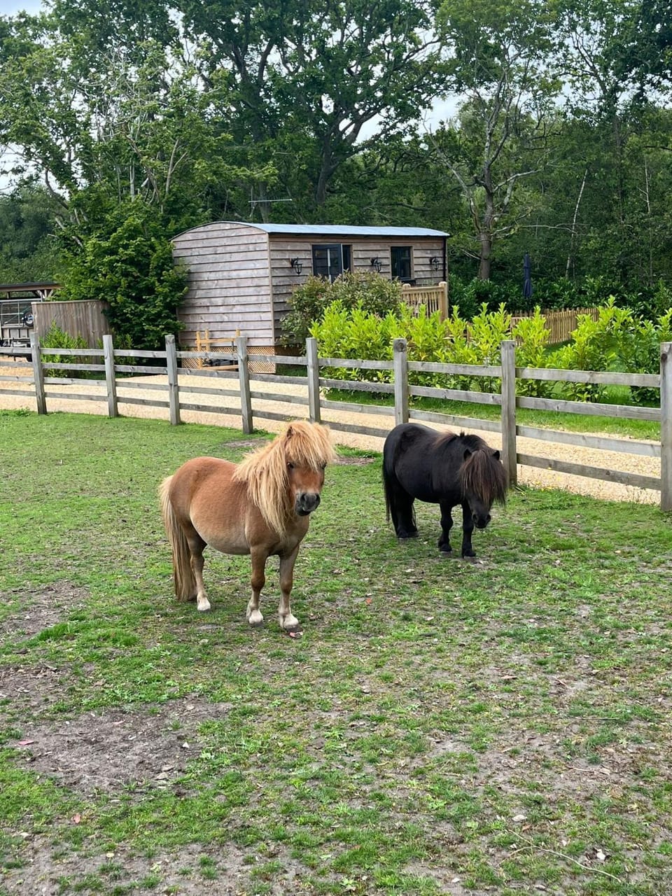Day, Animals, Pets