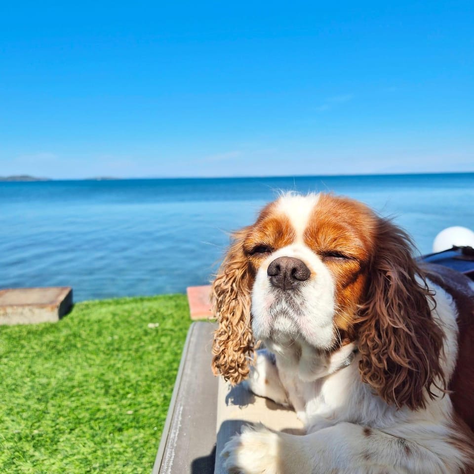 Day, Natural landscape, Pets, Sea view