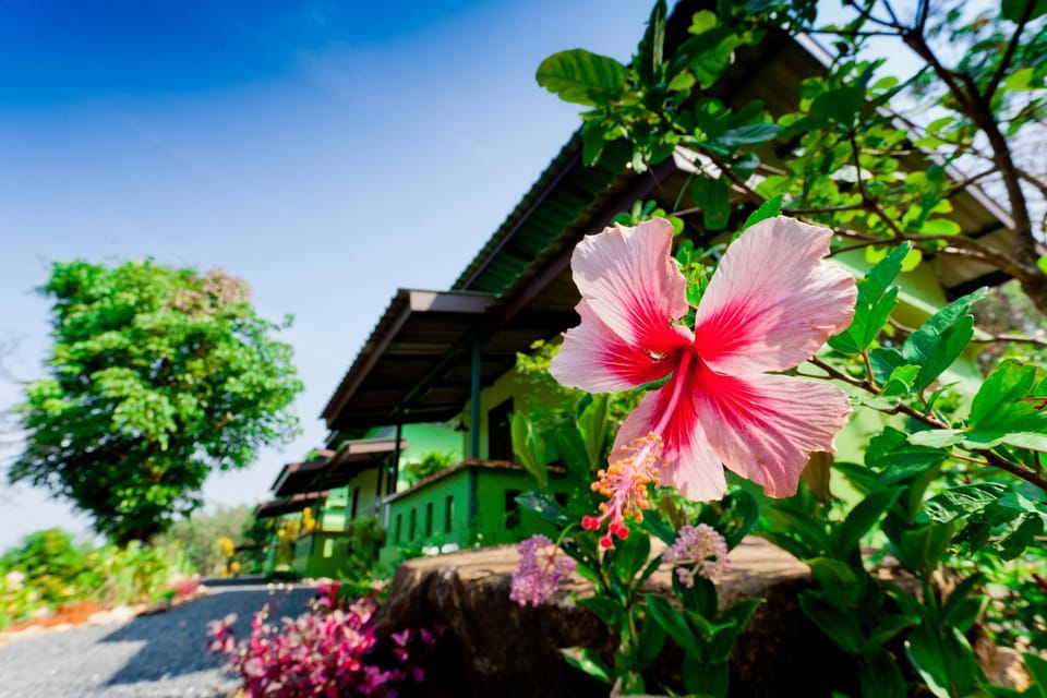 Day, Summer, Garden
